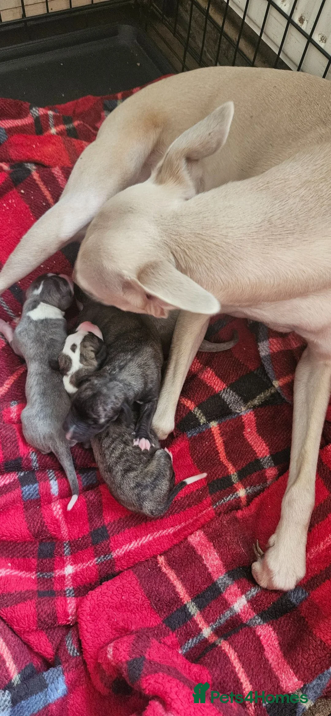 Whippet dogs for sale: KC HEALTH AND HEART TESTED WHIPPETS - Advert 1
