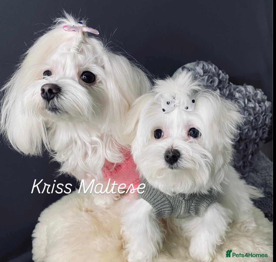 Maltese dogs ✨ Outstanding KC korean Maltese Puppies ✨ - Advert 2