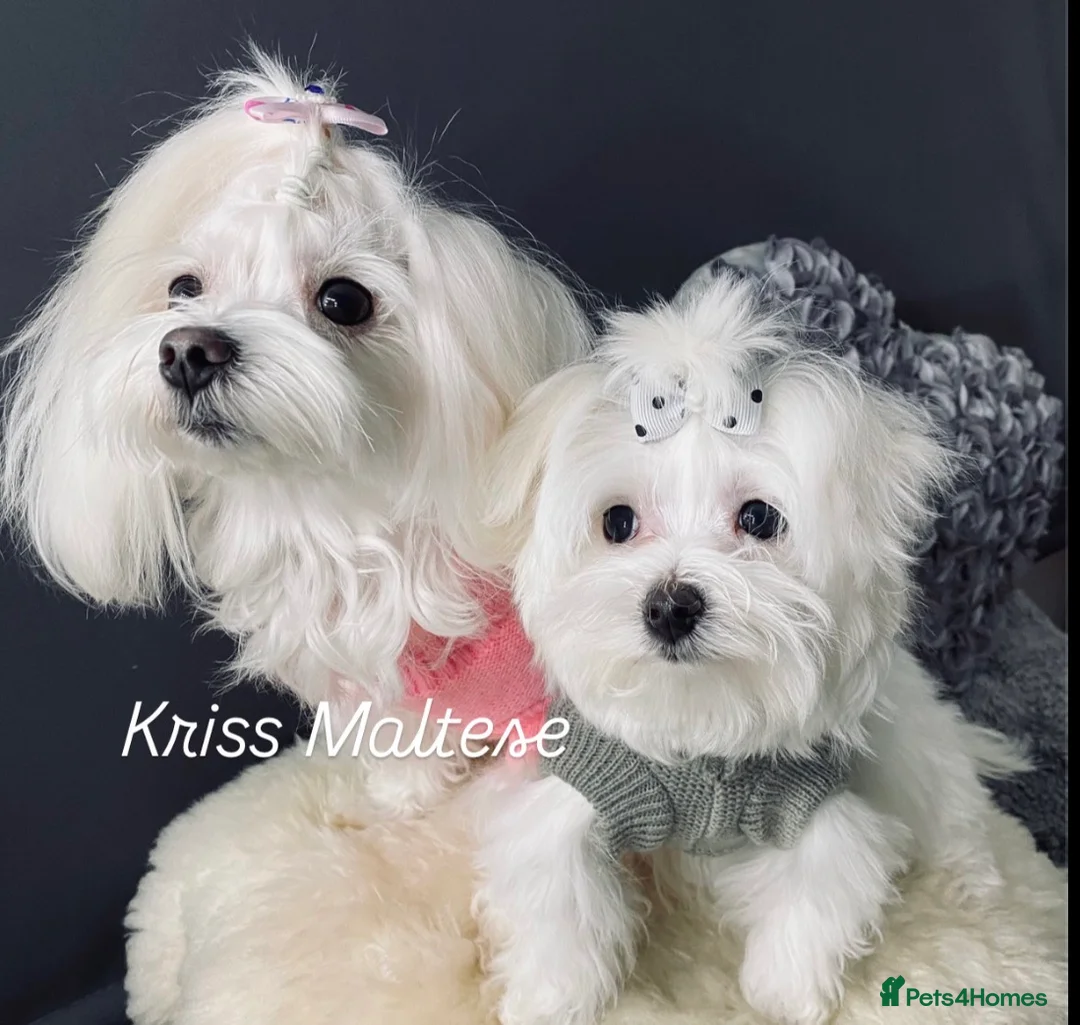 Maltese dogs for sale: ✨ Outstanding KC korean Maltese Puppies ✨ - Advert 1