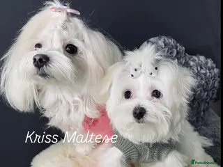 Maltese dogs ✨ Outstanding KC korean Maltese Puppies ✨ - Advert 2