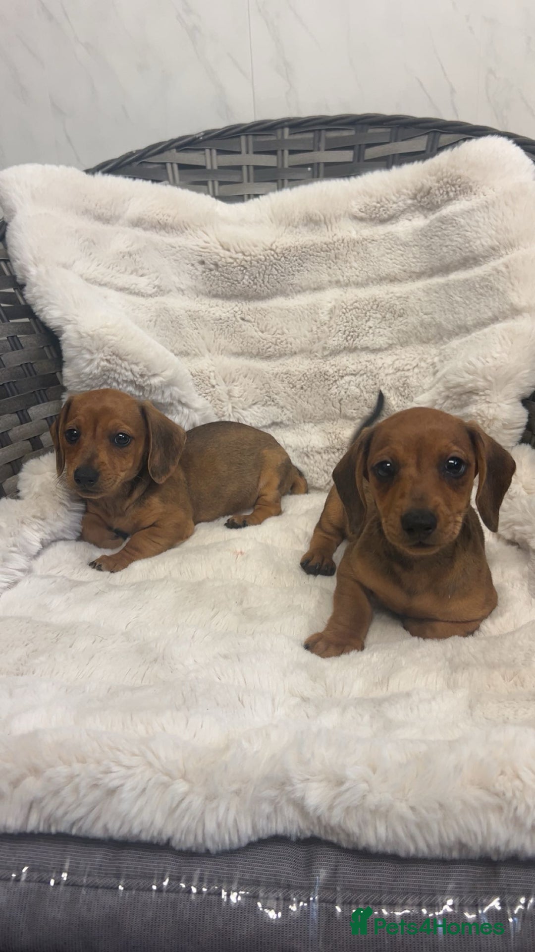 Dachshund dogs for sale: Adorable dachshund puppies ready for loving homes - Image 12