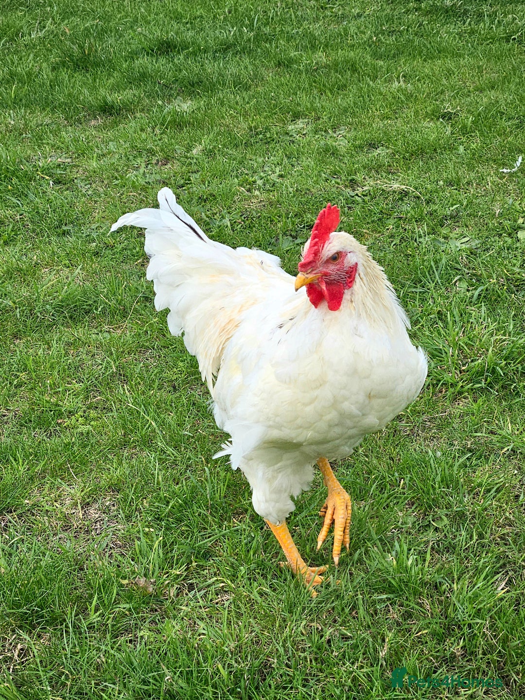 Chickens poultry for sale: Two Roosters for sale ! £20 for 2! Only two left! - Advert 5