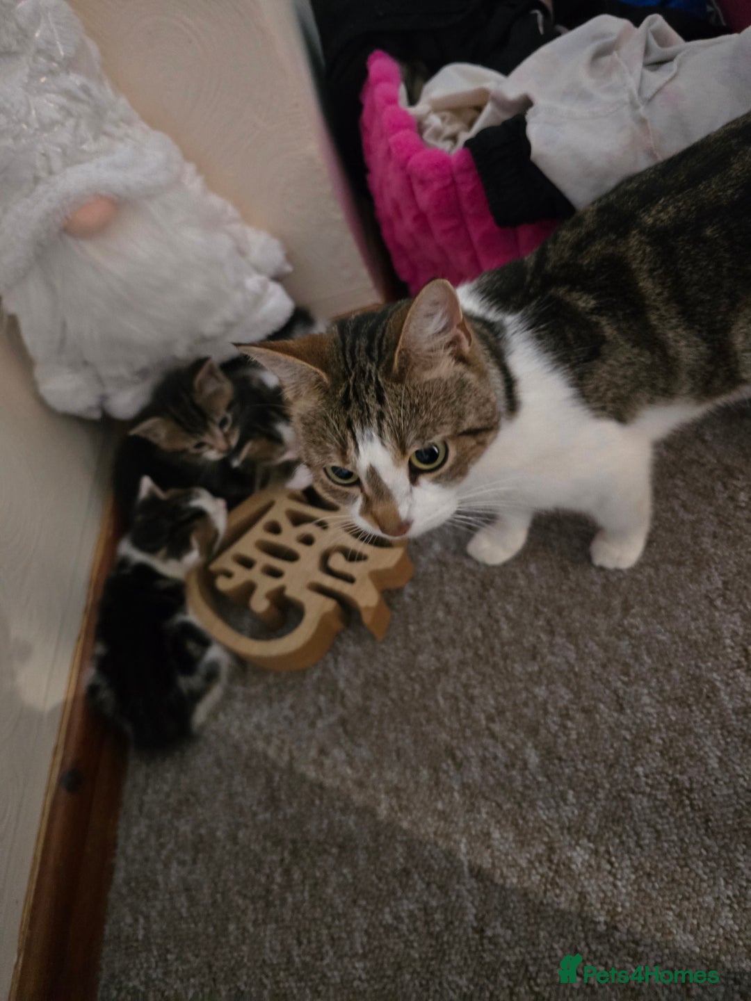 Mixed Breed cats for sale: KITTENS AND MOTHER FOR SALE  - Advert 1