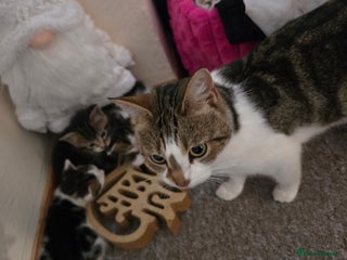 Mixed Breed cats KITTENS AND MOTHER FOR SALE - Advert 1