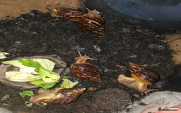 Snails invertebrates for sale: African land snails  - Image 1
