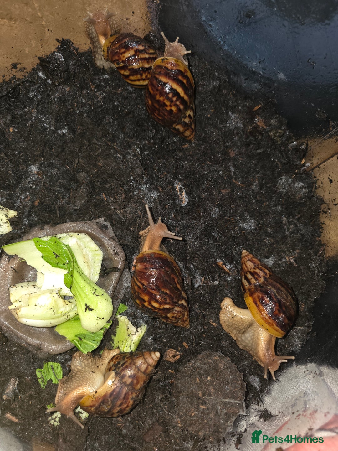 Snails invertebrates for sale: African land snails  - Image 1