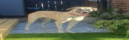 Mixed Breed dogs for adoption: Meet Oscar, currently residing in West Midlands  in Tipton - Advert 6