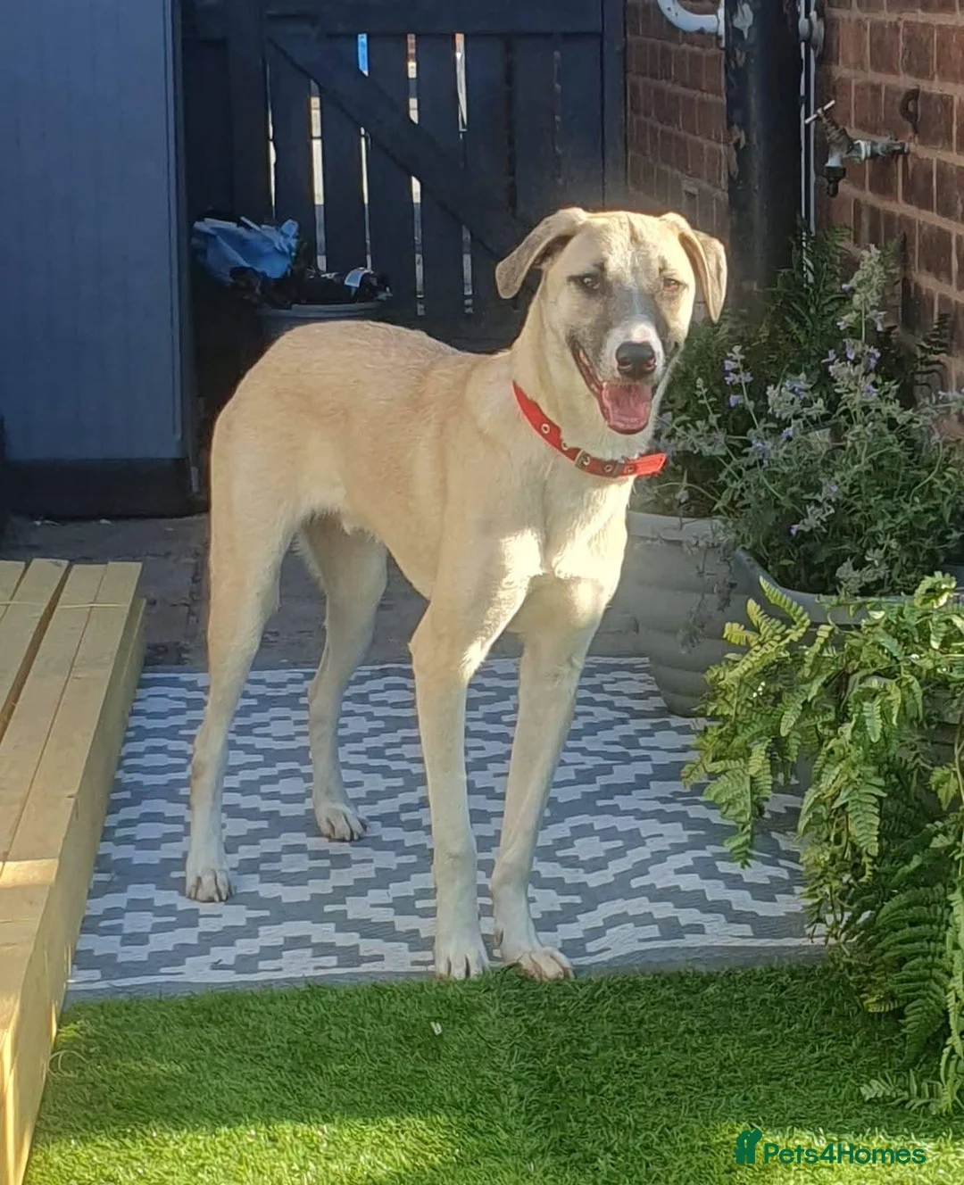 Mixed Breed dogs for adoption: Meet Oscar, currently residing in West Midlands  in Tipton - Advert 6