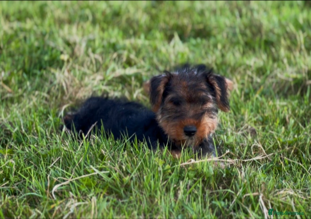 Welsh Terrier dogs for sale: WELSH TERRIER BOY PUPPY - Image 9