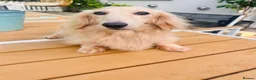 Miniature Dachshund dogs for stud: Cream Miniature Stud  - Advert 1