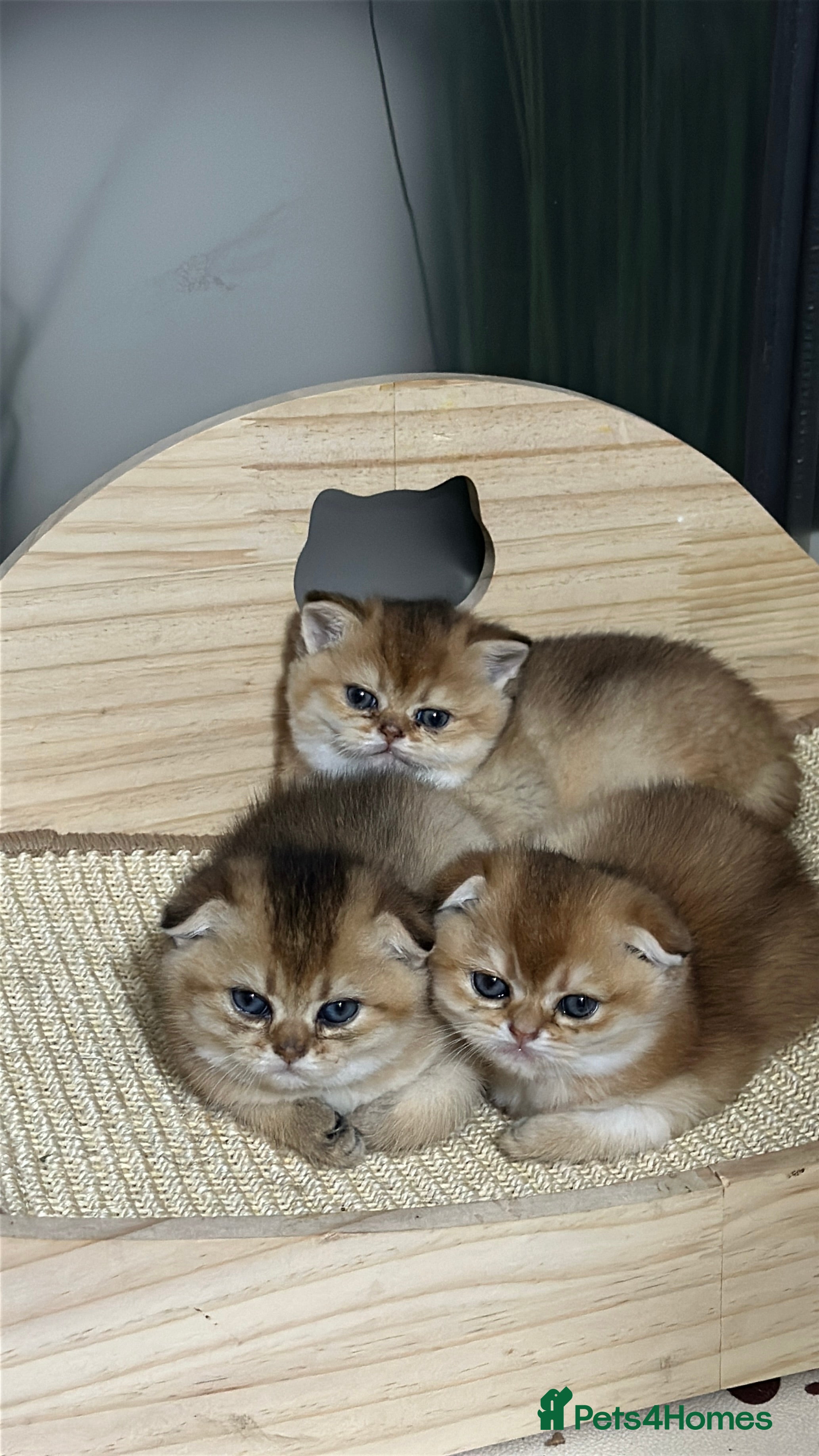 Scottish Fold cats Sweet Scottish Kittens Looking for Loving Homes - Advert 12