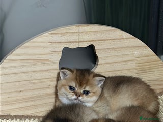 Scottish Fold cats Sweet Scottish Kittens Looking for Loving Homes - Advert 12