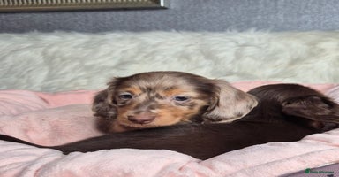 Miniature Dachshund dogs - Advert 6
