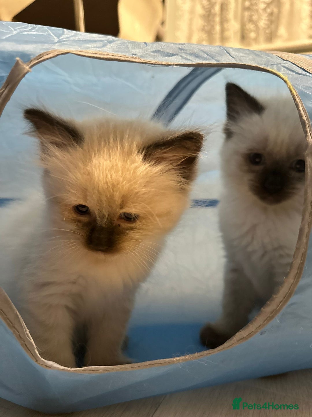 Ragdoll cats for sale: READY NOW Stunning pure breed ragdoll kittens  - Image 5