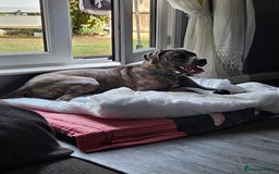 Cane Corso dogs for sale: Cane corso for sale - Image 3