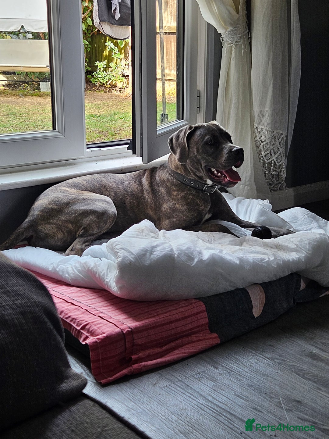 Cane Corso dogs for sale: Cane corso for sale - Image 3
