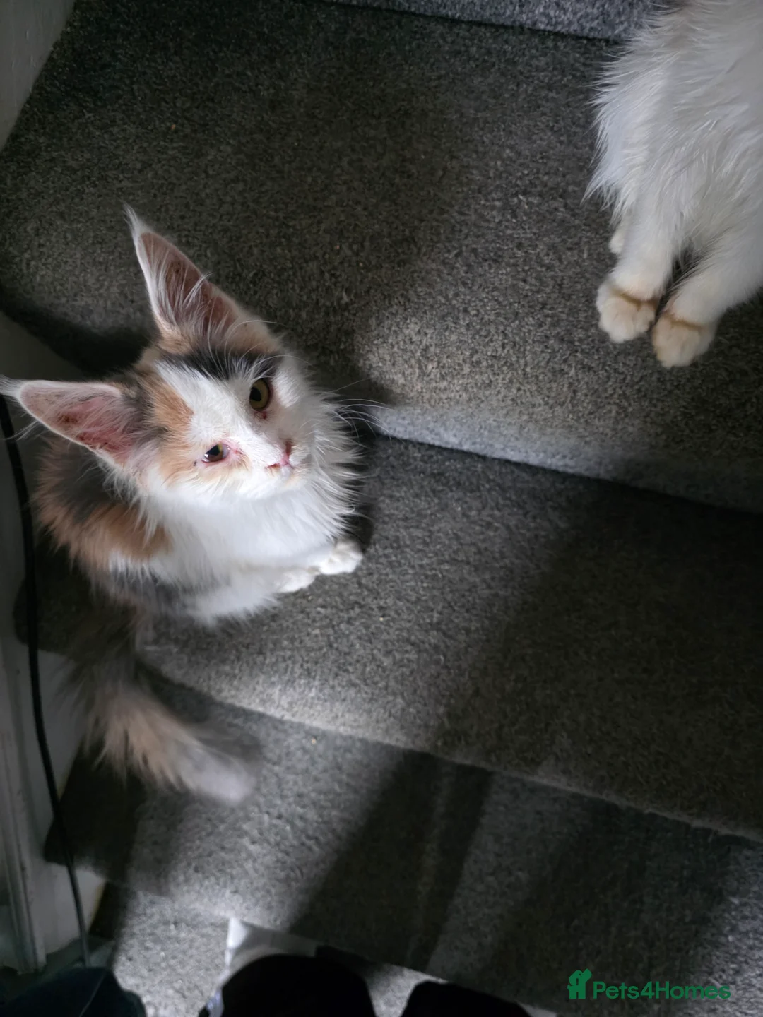 Maine Coon cats for sale: MAINE COON KITTENS PRICE IS FOR BOTH - Advert 4
