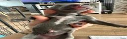 Whippet dogs for sale: Stunning Whippet puppies  - Advert 17