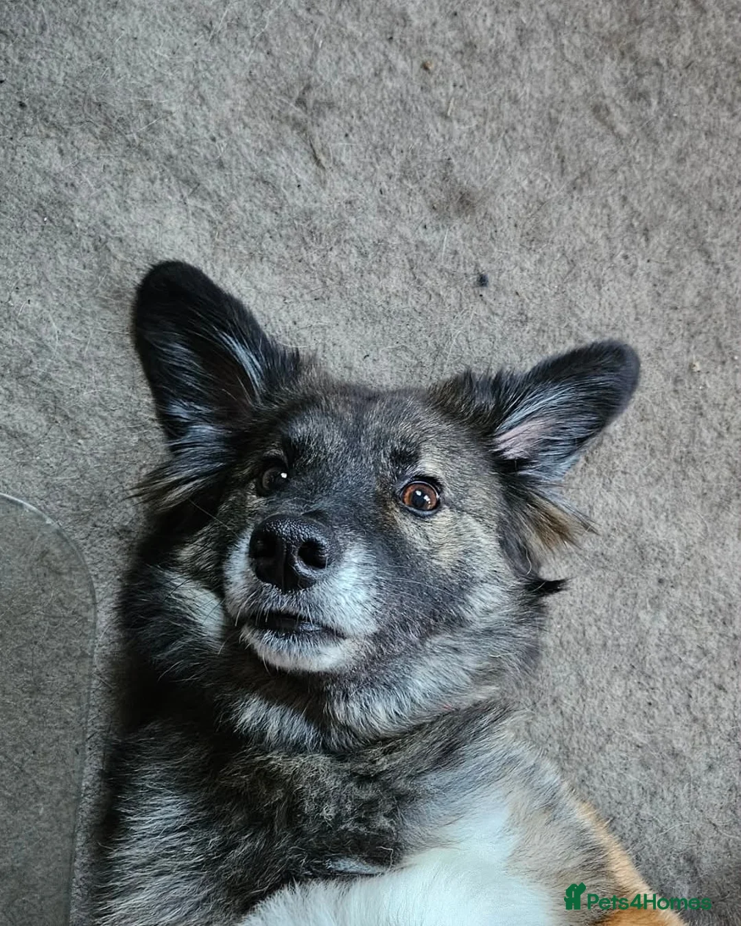 Mixed Breed dogs for adoption: Snuggly Sally - Advert 6