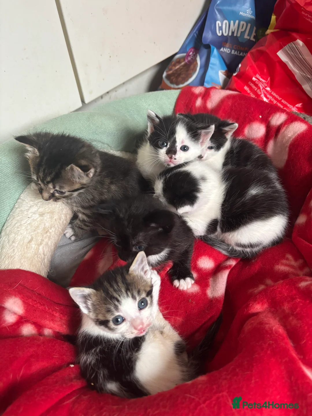 Mixed Breed cats for sale: Six Beautiful Kittens For Sale - Advert 2