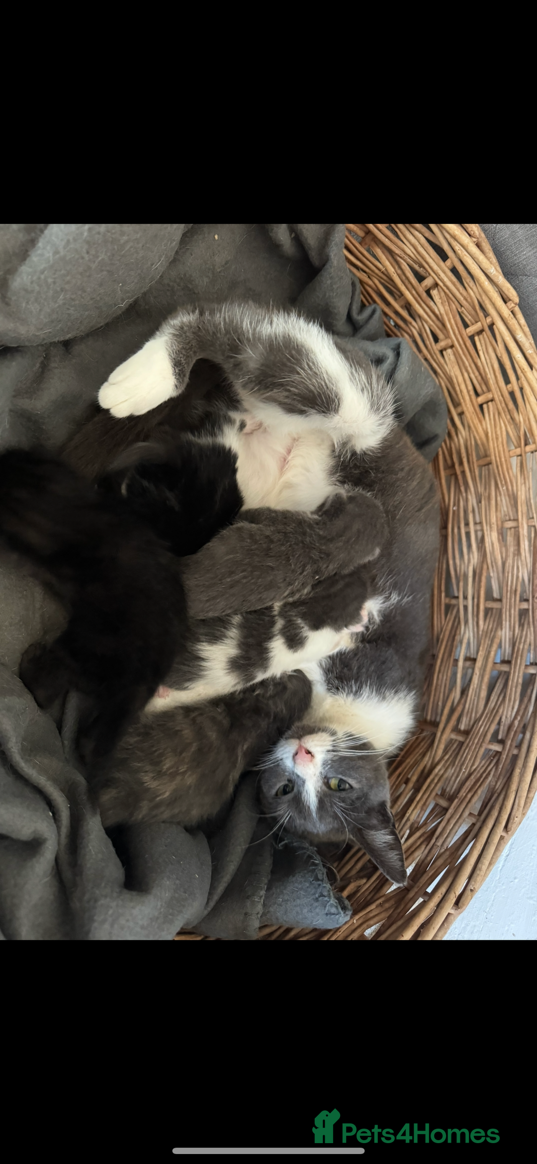 Mixed Breed cats for sale: Beautiful kittens For sale  - Image 19