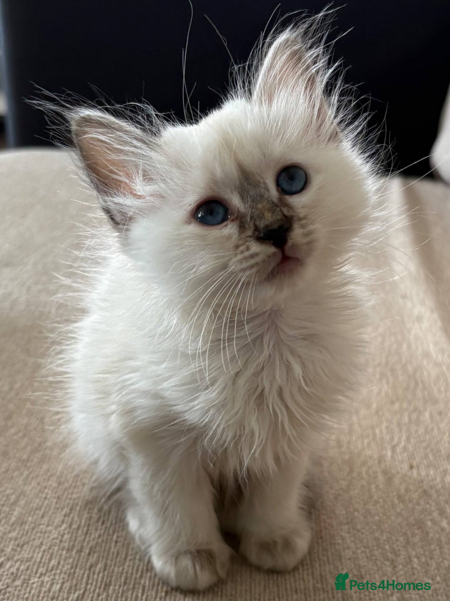 Birman cats Adorable GCCF registered Birman kittens  - Advert 11