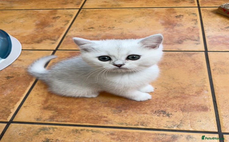 British Shorthair cats - Advert 1