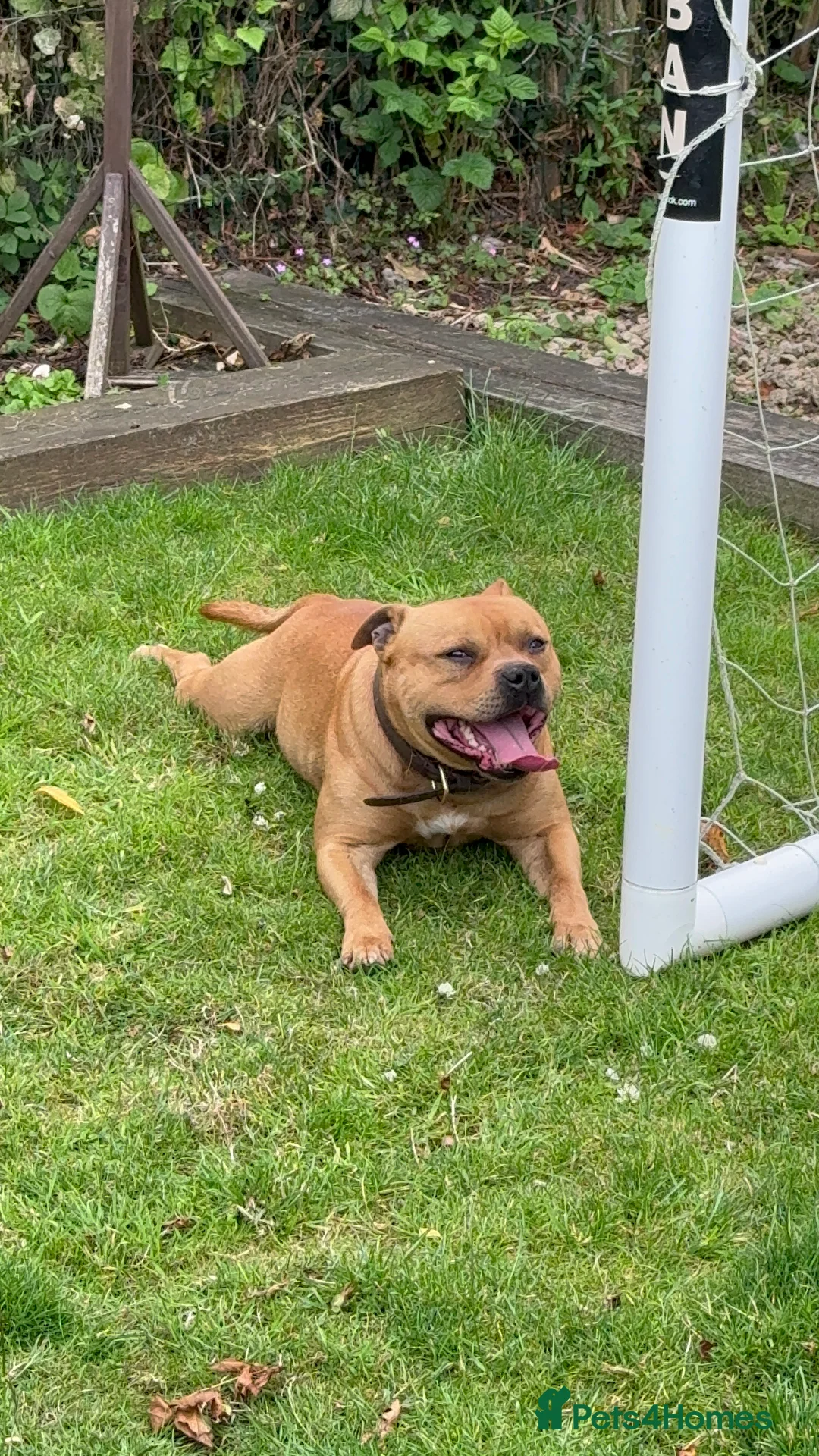 Staffordshire Bull Terrier dogs for stud: Exceptional Red Staffordshire Bull Terrier! in Nottingham - Advert 9