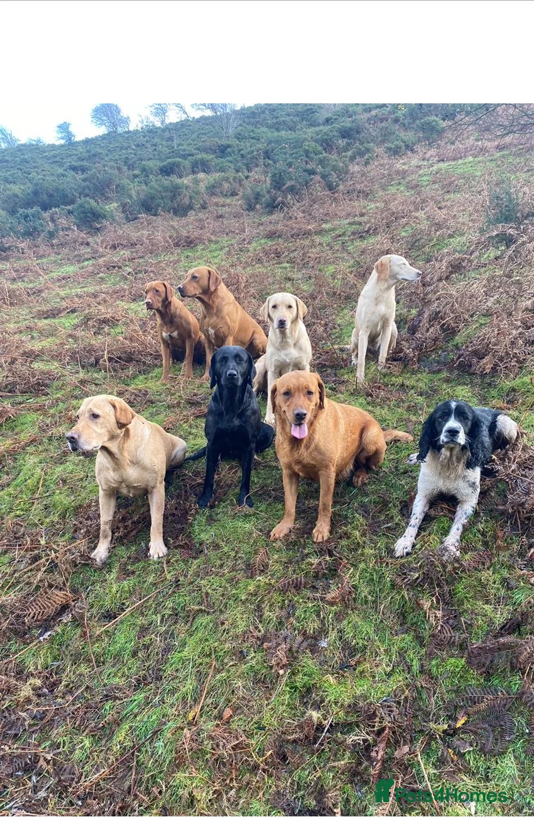 Labrador Retriever dogs for sale: Yellow Labrador pups - Advert 6