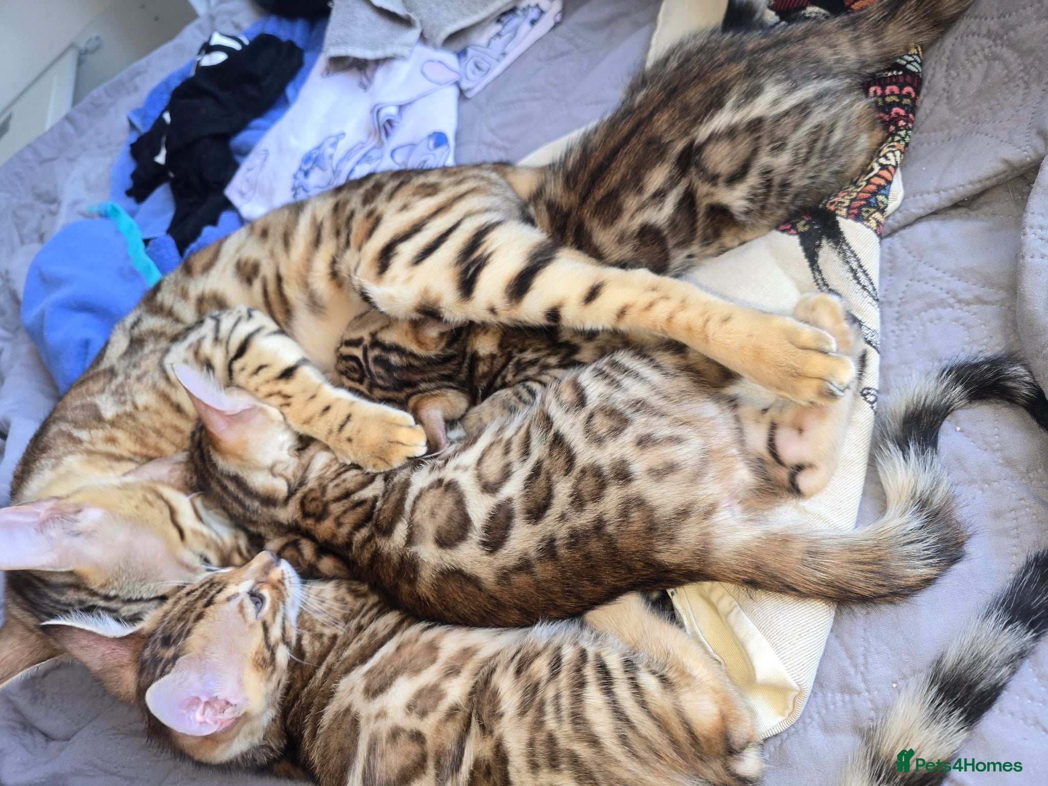 Bengal cats 😺5 Exceptional Bengal Kittens 😸 male - Advert 2