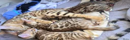 Bengal cats for sale: 😺5 Exceptional Bengal Kittens 😸 male - Advert 20