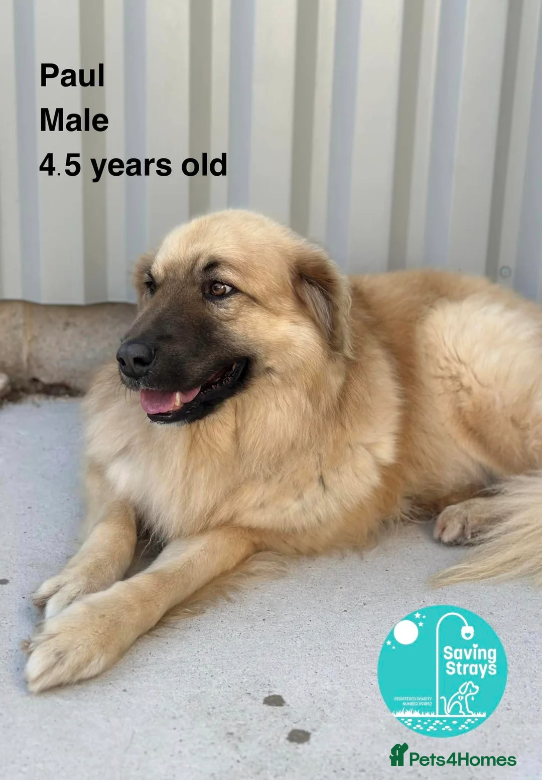 Mixed Breed dogs for adoption: PAUL  in Ashbourne - Advert 2