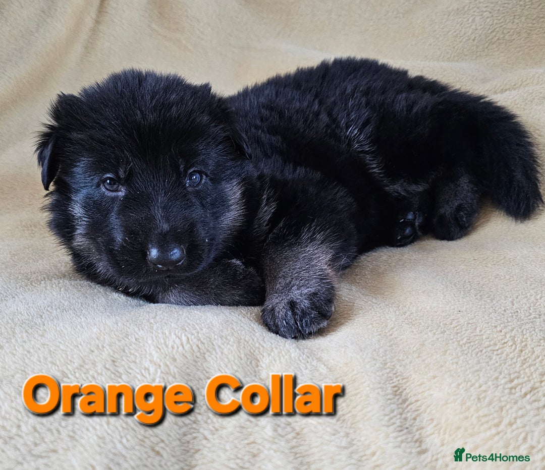 German Shepherd dogs for sale: ✴️3 purebred KC registered straight back GSP's✴️ - Advert 19