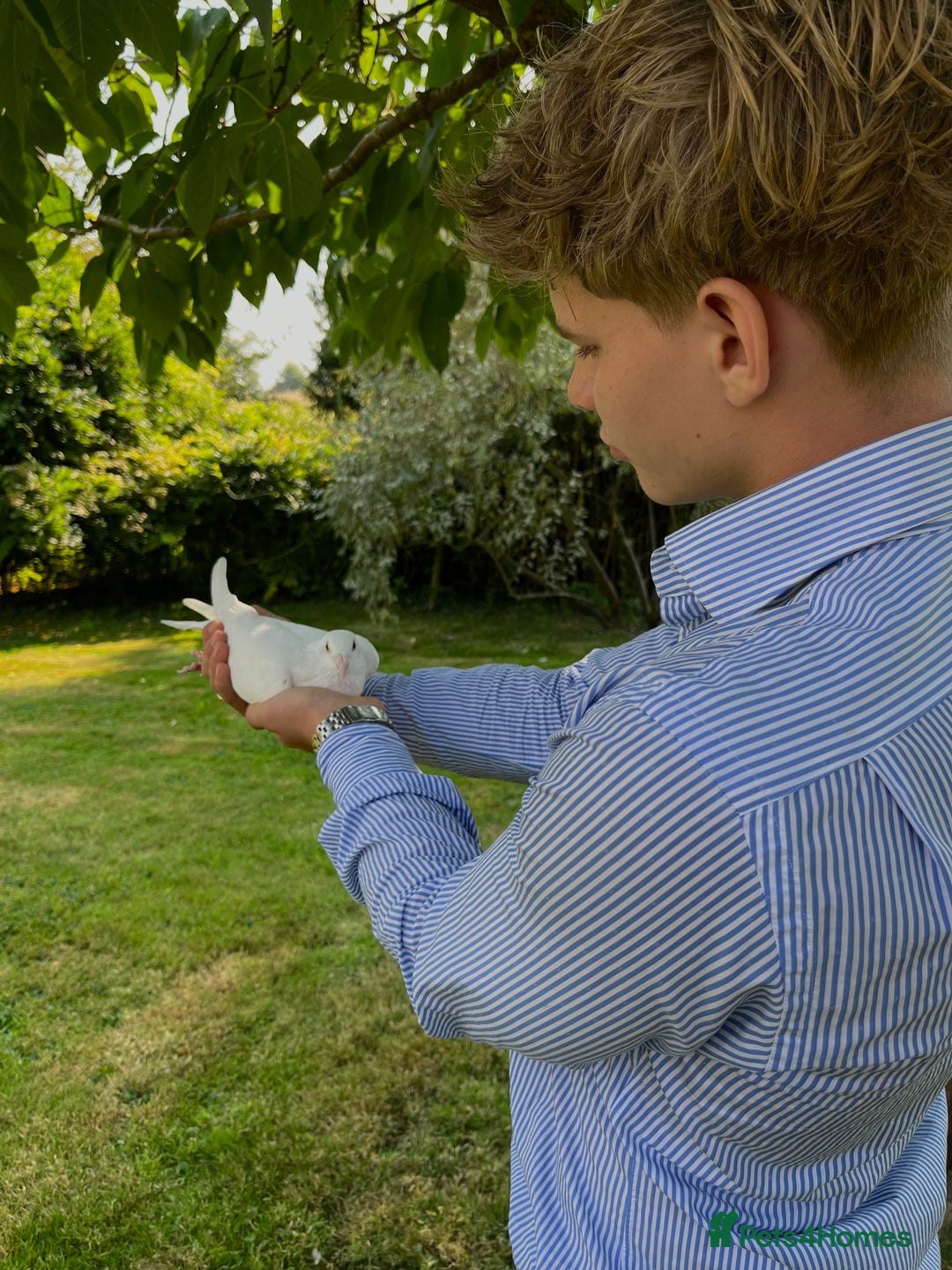 Pigeons birds for sale: White pigeons  - Image 3