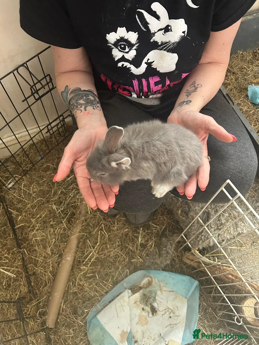 Mini Lion Lop rabbits for sale: 6 mini lion head lop eared rabbits. Boys and girls - Advert 12
