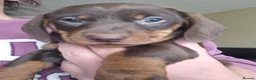 Dachshund dogs for sale: 1 male one female  - Advert 5