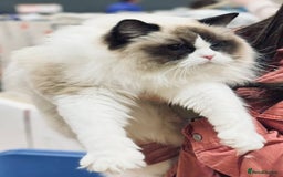 Ragdoll cats for sale: Gorgeous Ragdoll Kittens - Royal Raggies - Advert 11