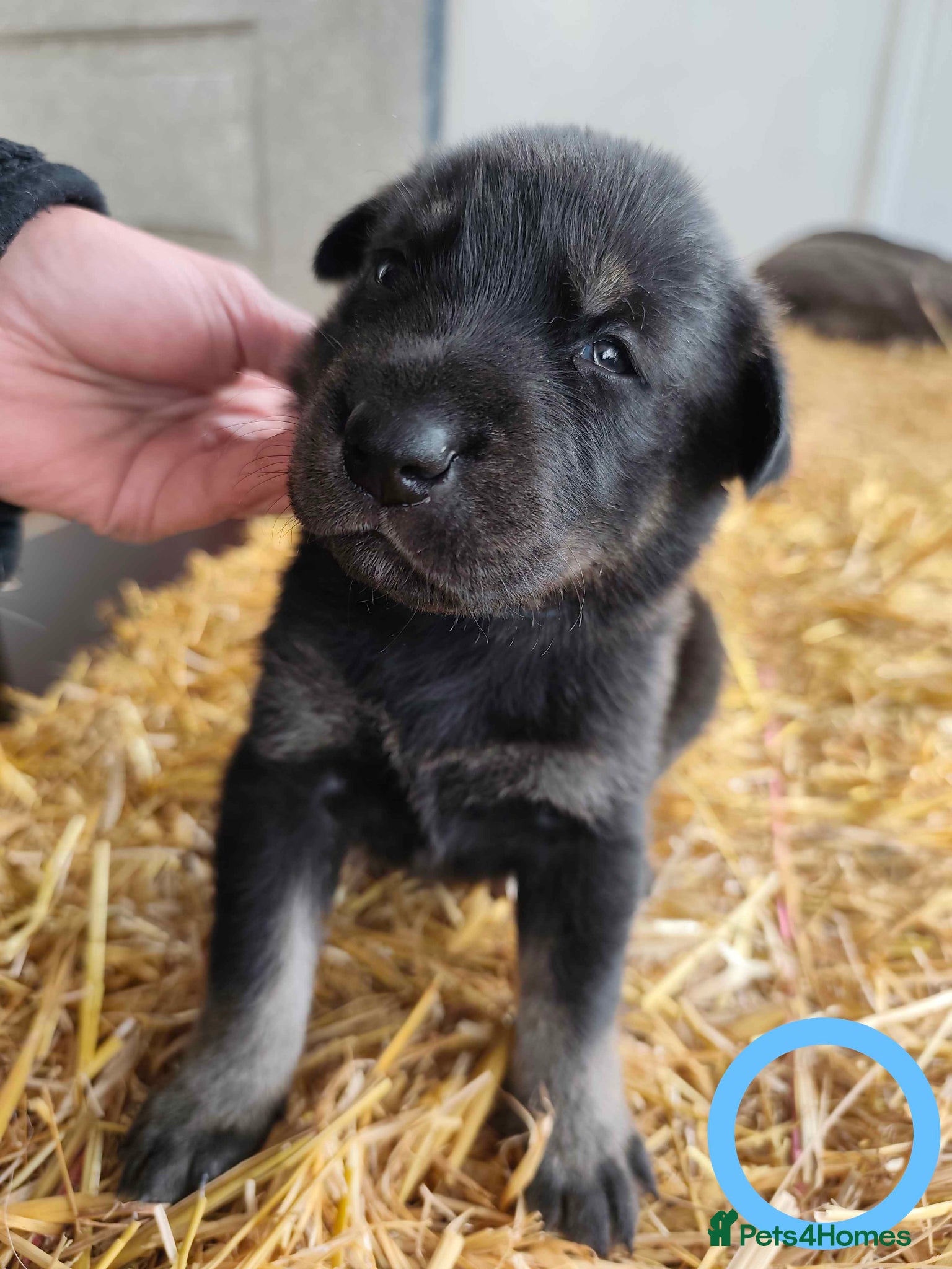 German Shepherd dogs 6 Beautiful German Shepherd Puppies (5 LEFT) - Advert 5