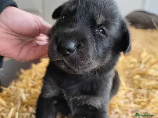 German Shepherd dogs 6 Beautiful German Shepherd Puppies (5 LEFT) - Advert 5