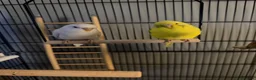 Budgerigars birds for sale: Two beautiful male and female bonded budgies in Barnsley - Advert 5
