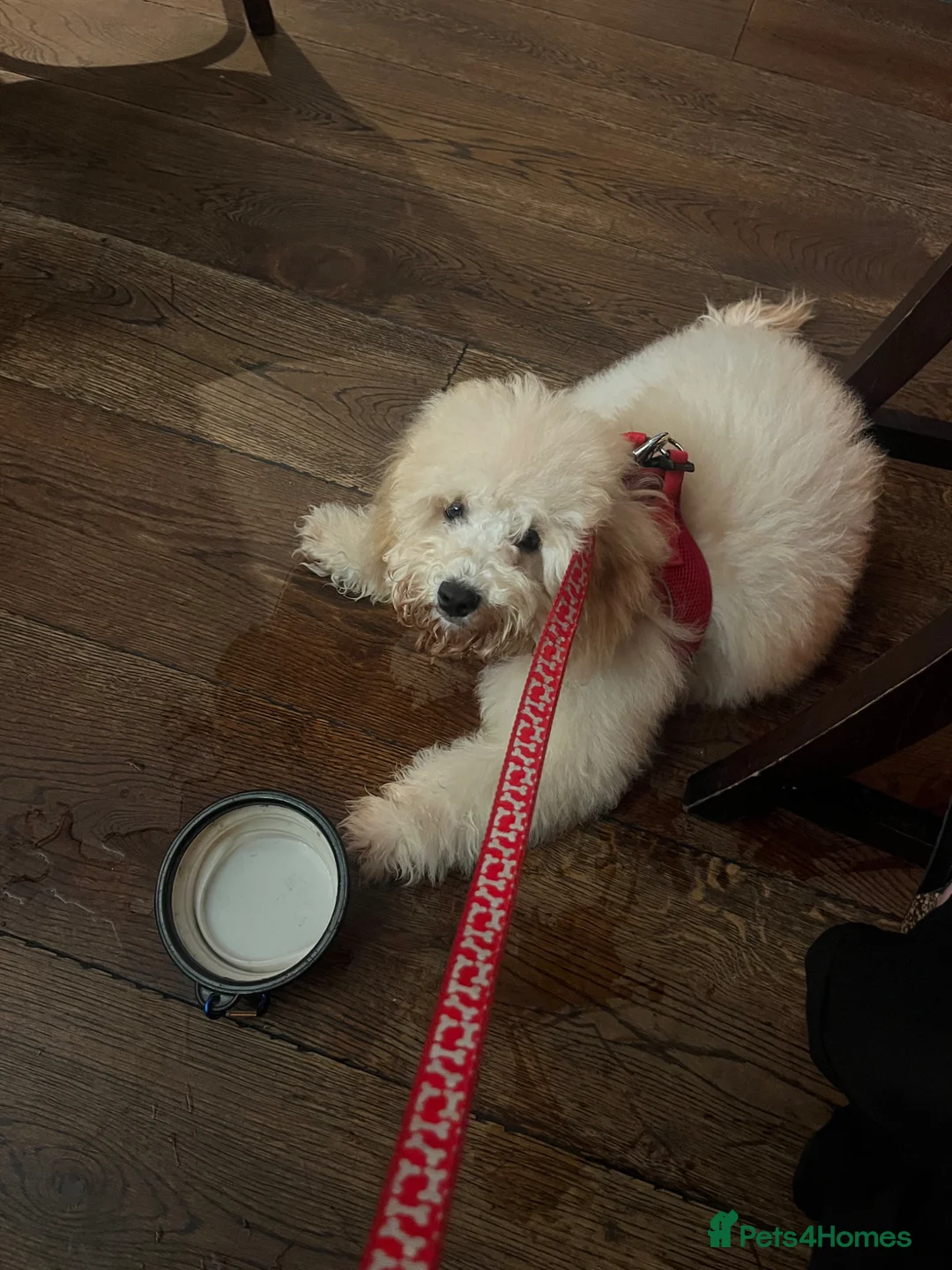 Cockapoo dogs for sale: Teddy  - Advert 5