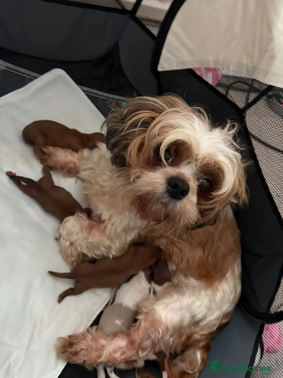 Shih Tzu dogs for sale: Standard Health Tested Kennel Club - Advert 2