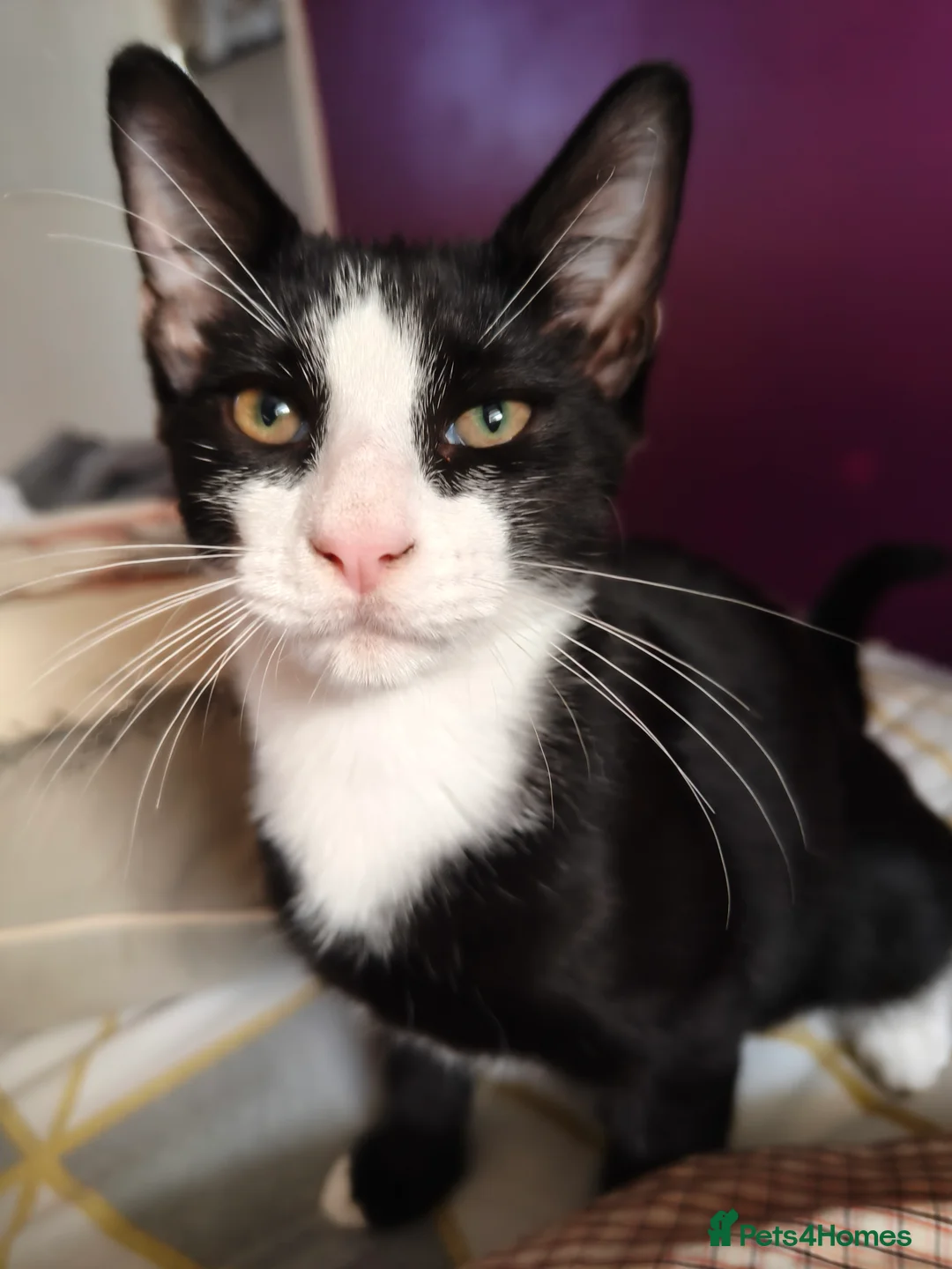 Mixed Breed cats for sale: Mixed breed black and white male - Advert 1