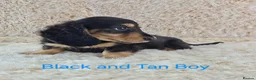 Miniature Dachshund dogs for sale: Long coat Miniature Dachshund Puppies  - Advert 16