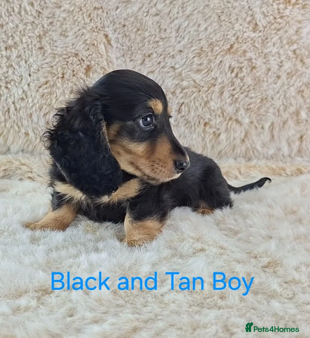 Miniature Dachshund dogs for sale: Long coat Miniature Dachshund Puppies  - Advert 21