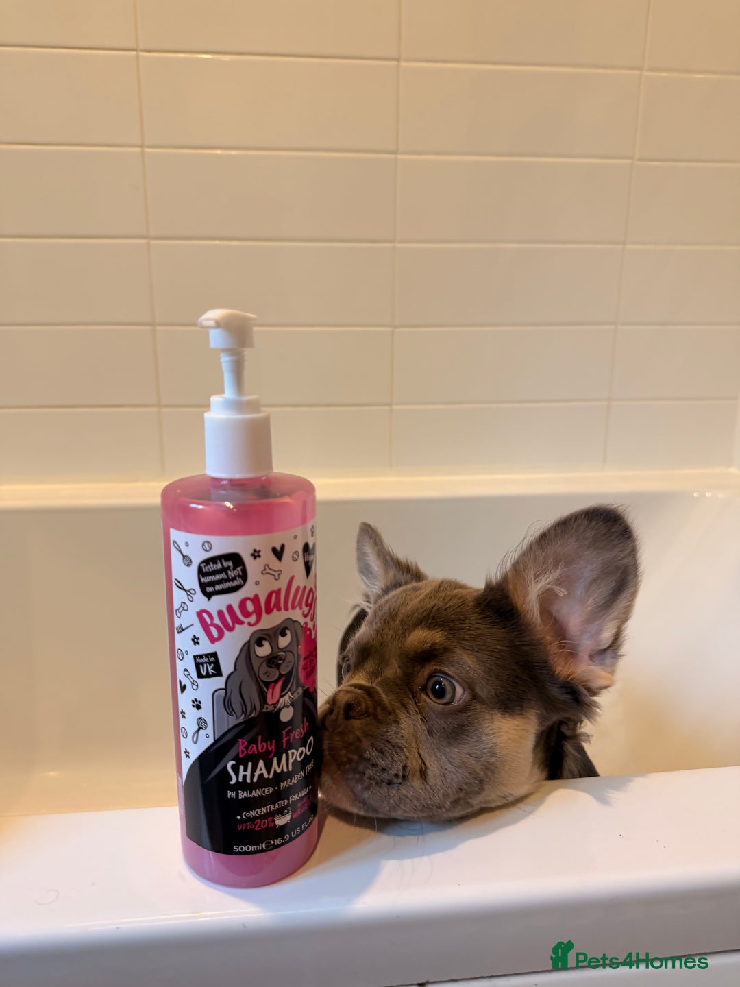 French Bulldog dogs for sale: Buffy the Fluffy Female French Bulldog - Advert 6