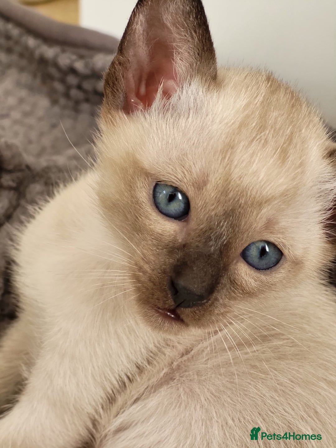 Siamese cats for sale: Old Style Siamese Kittens. Raised with love & care - Image 31