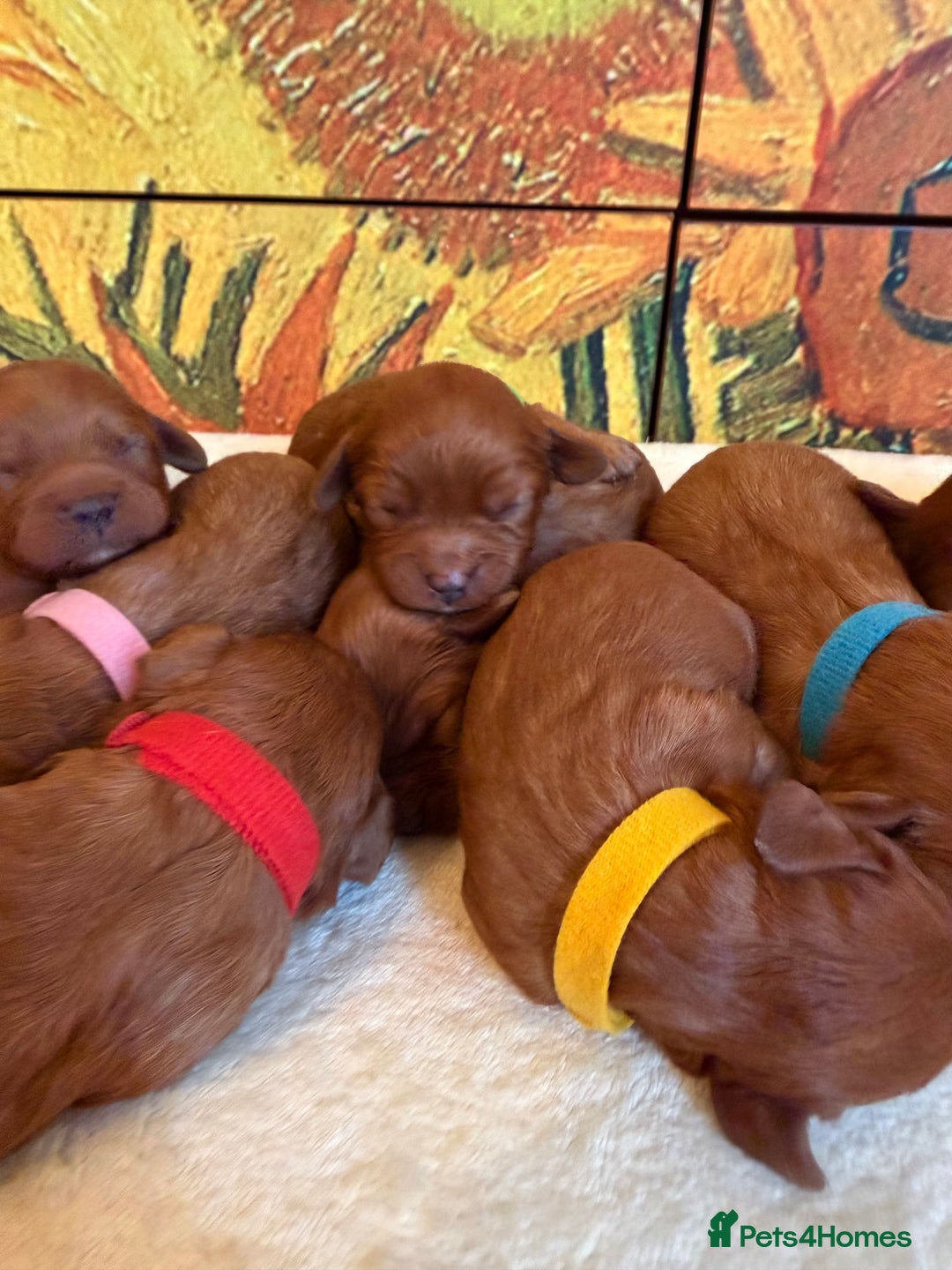 Cavapoo dogs for sale: *Stunning Ruby Red F1 Cavapoo Puppies For Sale* - Advert 5