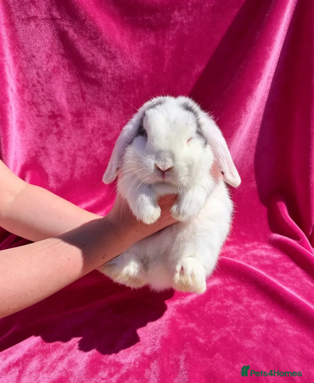 Mini Lop rabbits for sale: Mini lop doe - Advert 4