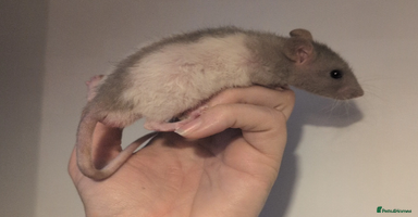 Rat rodents - Advert 4